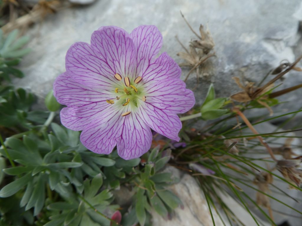 Geranium argenteum / Geranio argentino